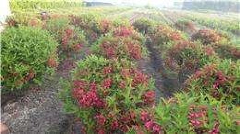 辽宁红花王子锦带球精剪球美植袋苗规格齐全