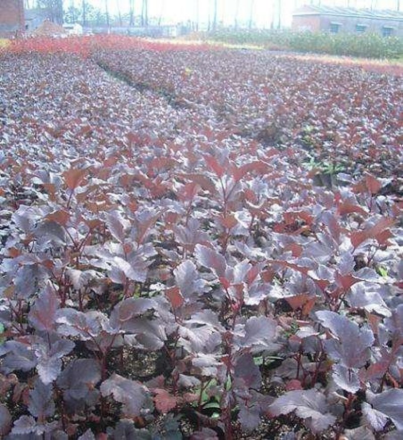 辽宁开原紫叶风箱果小苗杯苗工程苗繁育基地产地直发