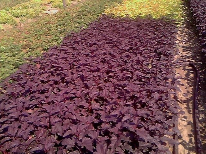 辽宁开原紫叶风箱果小苗杯苗工程苗繁育基地产地直发