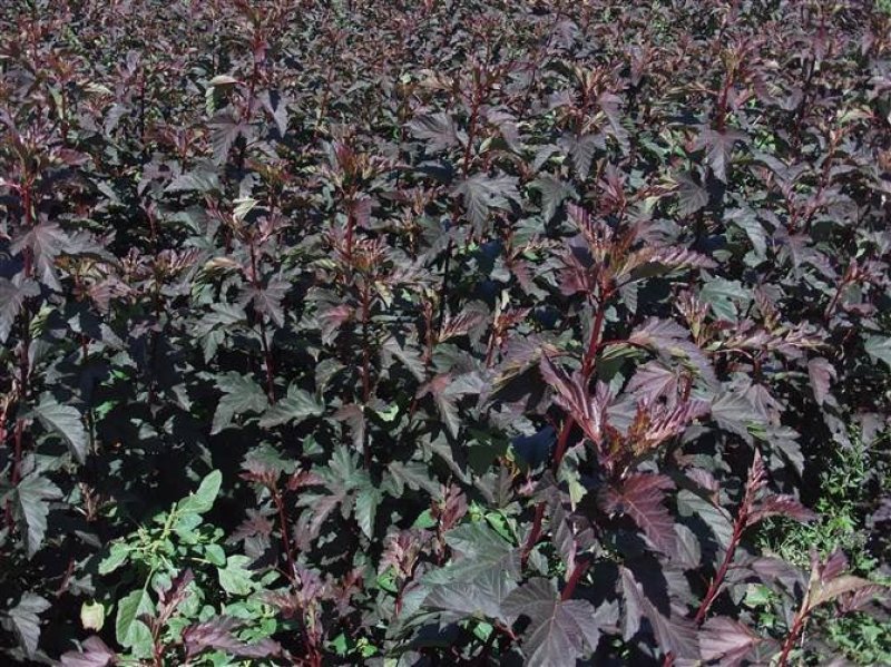 辽宁开原紫叶风箱果小苗杯苗工程苗繁育基地产地直发