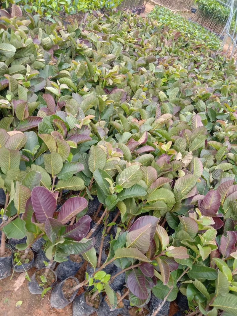 红心番石榴苗