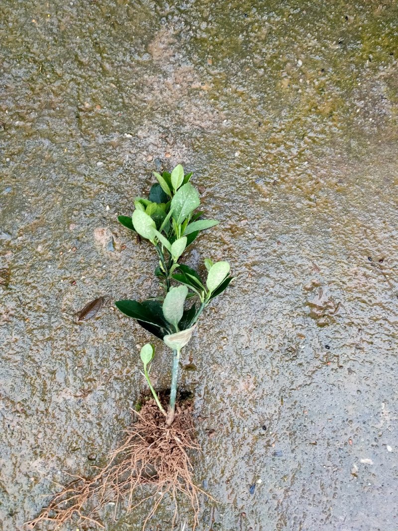 大叶黄杨园林绿化工程用苗常绿植物