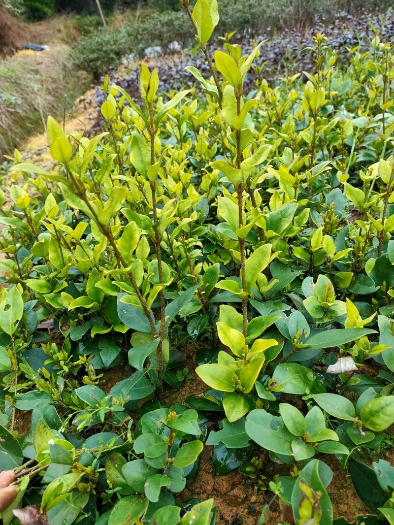 金森女贞园林绿化工程用苗常绿植物