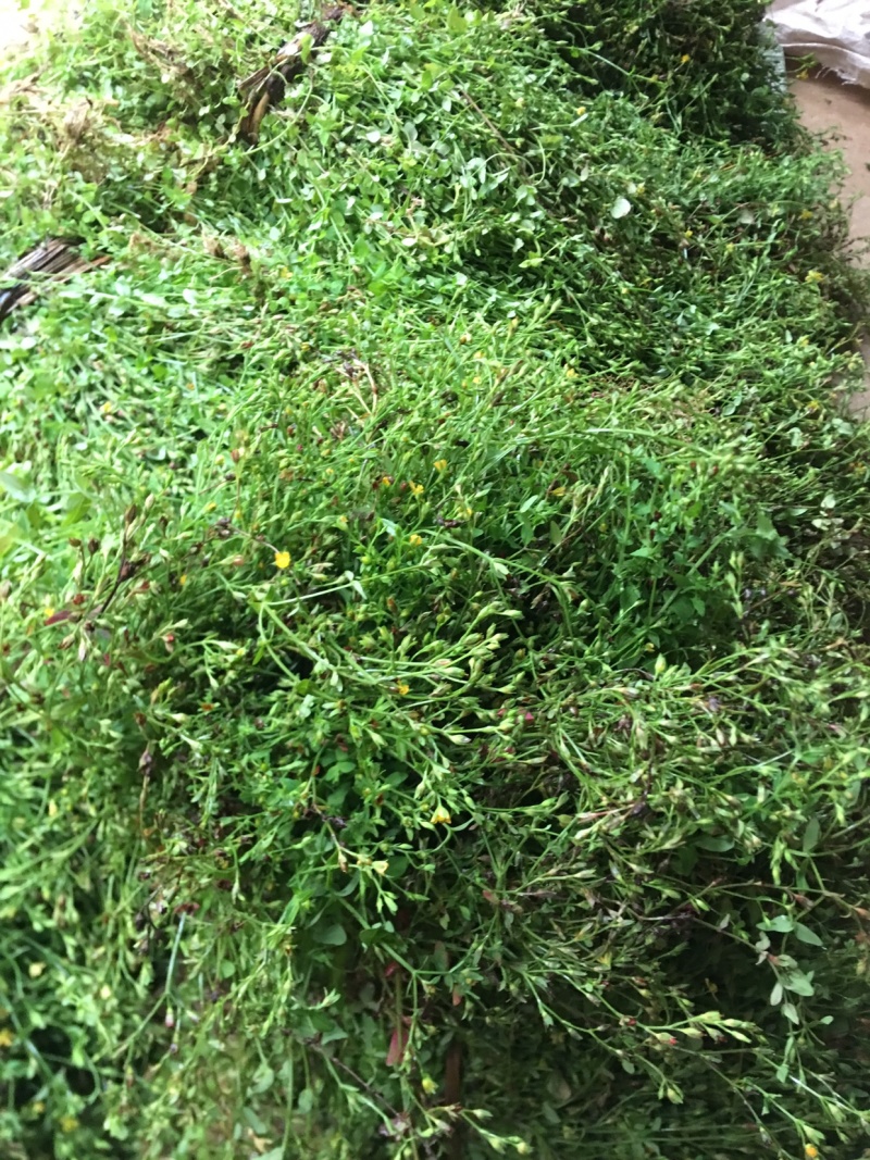田基黄