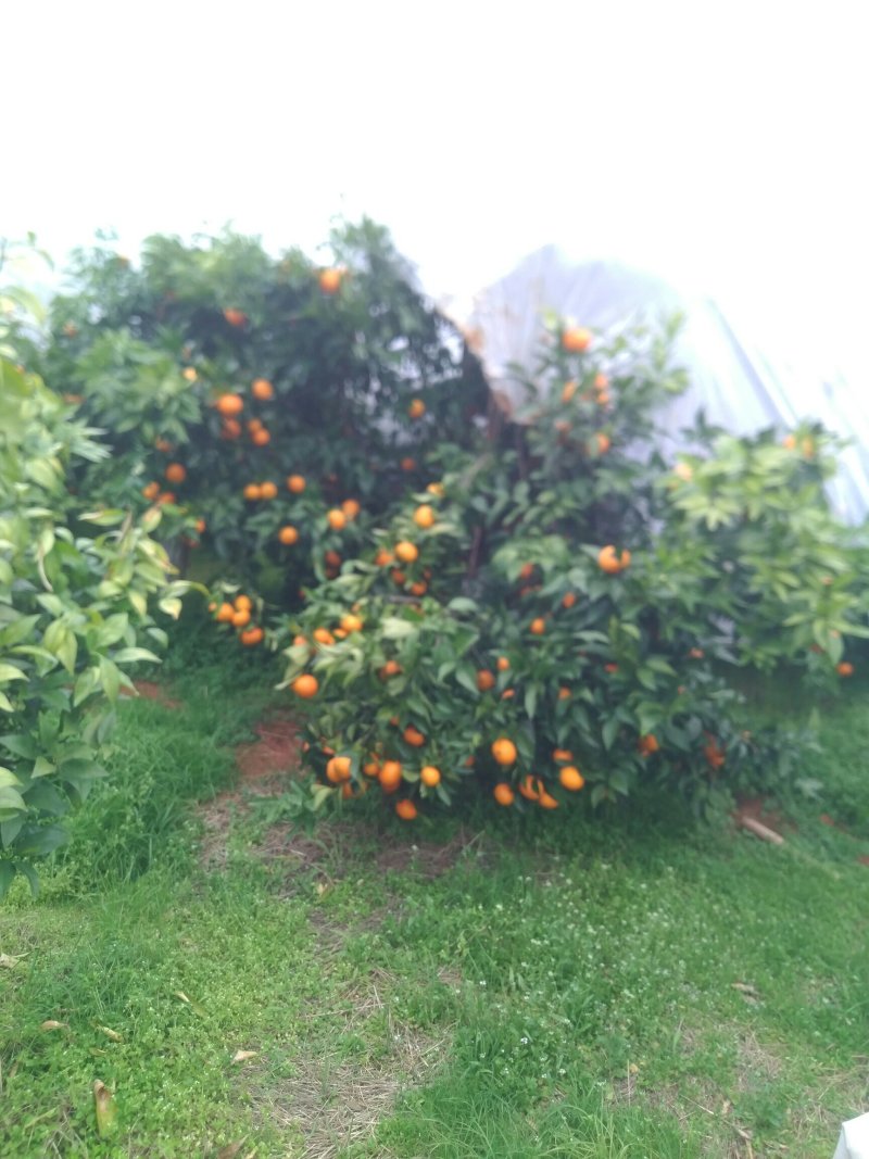 沃柑