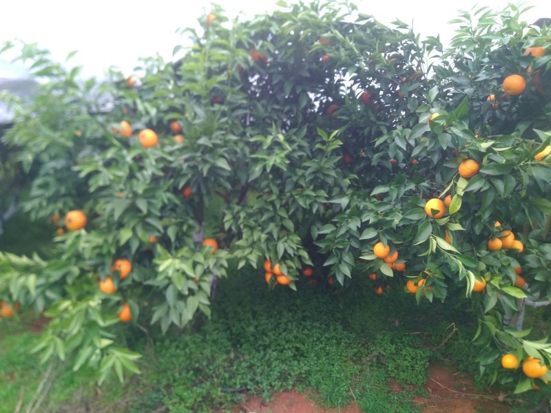 沃柑