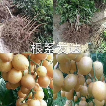 黑黄皮苗