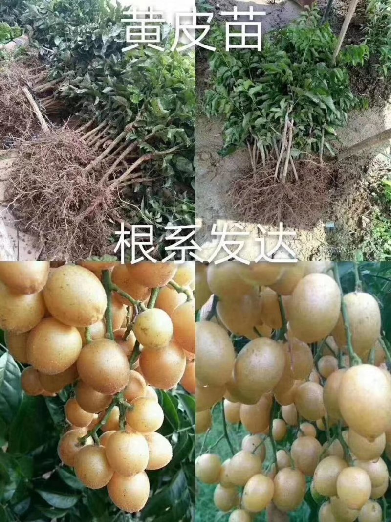 黑黄皮苗