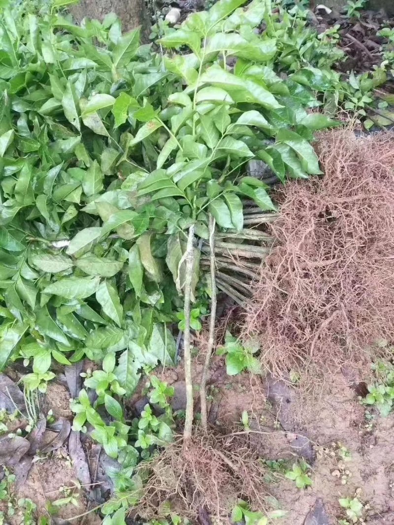 黑黄皮苗