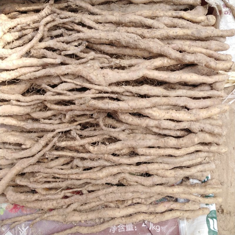 焦作垆土铁棍山药山药苗常年供货欢迎合作