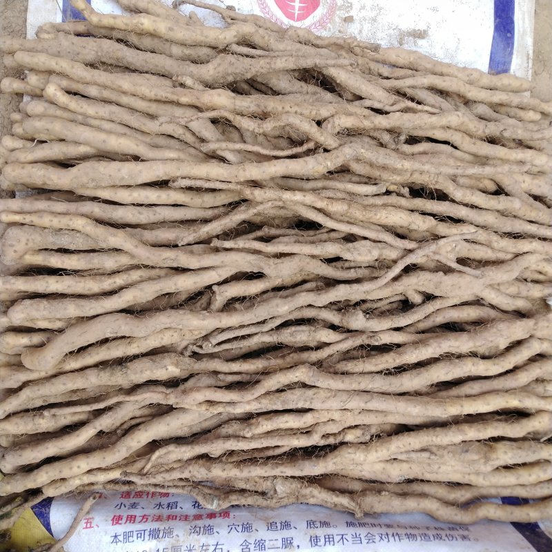 焦作垆土铁棍山药山药苗常年供货欢迎合作
