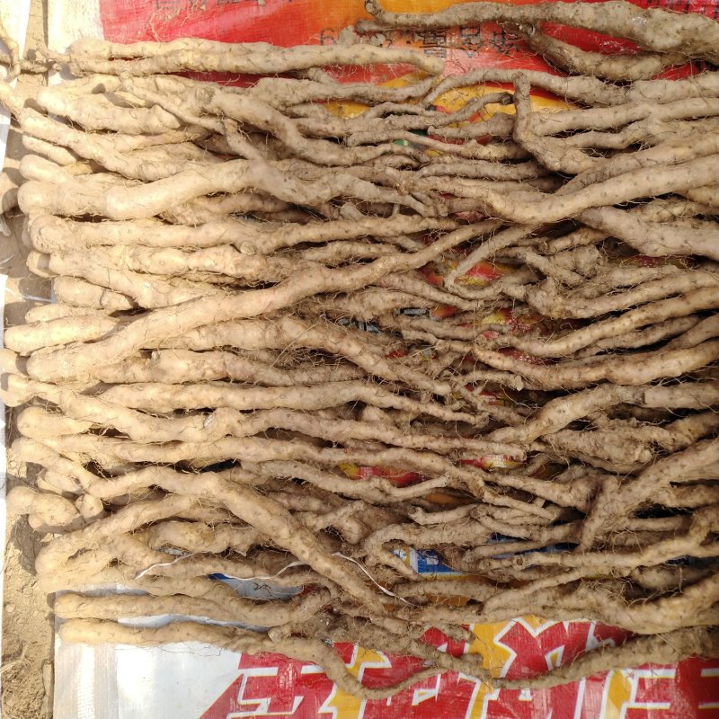 焦作垆土铁棍山药山药苗常年供货欢迎合作