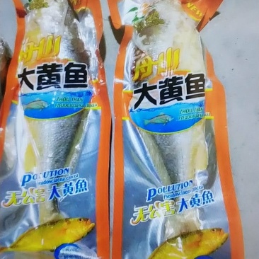 新鲜大黄鱼海鱼新鲜冷冻海鲜生鲜水产