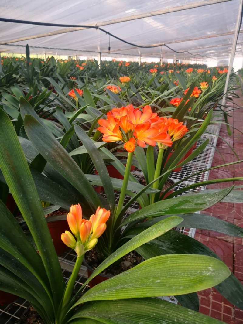 君子兰盆景带花苞发货免费包邮基地直销提供发票