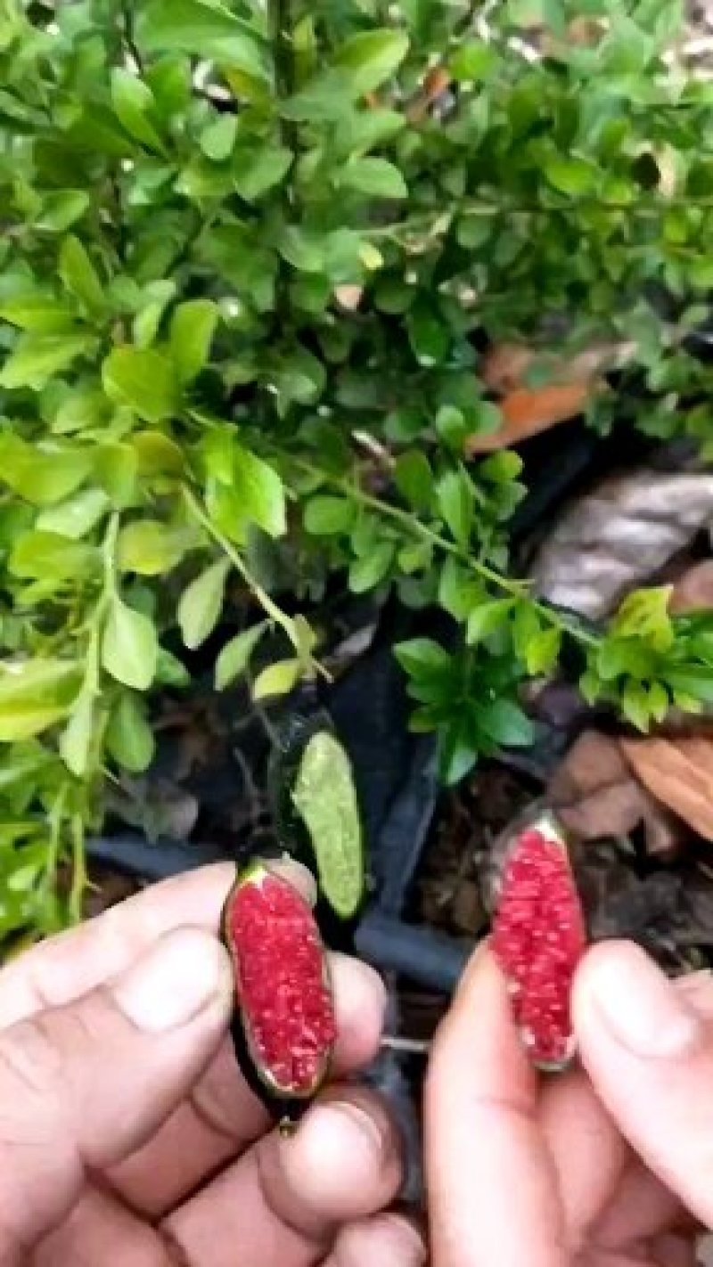 手指柠檬苗黄红绿三色任选调味盆栽观赏性高