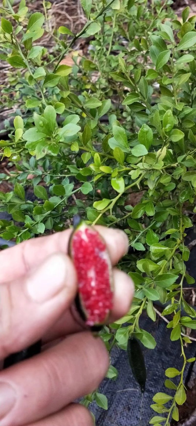 手指柠檬苗黄红绿三色任选调味盆栽观赏性高