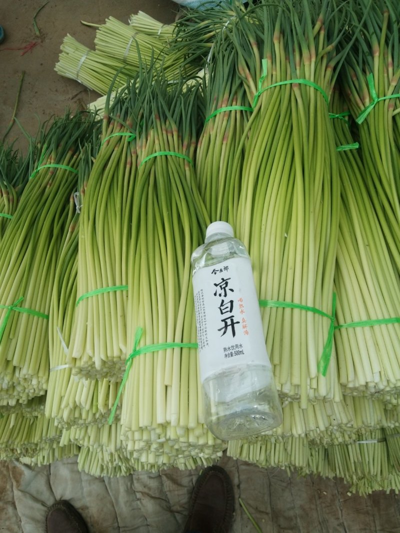 蒜苔、大蒜已经陆续上市，欢迎新老客户洽谈咨询