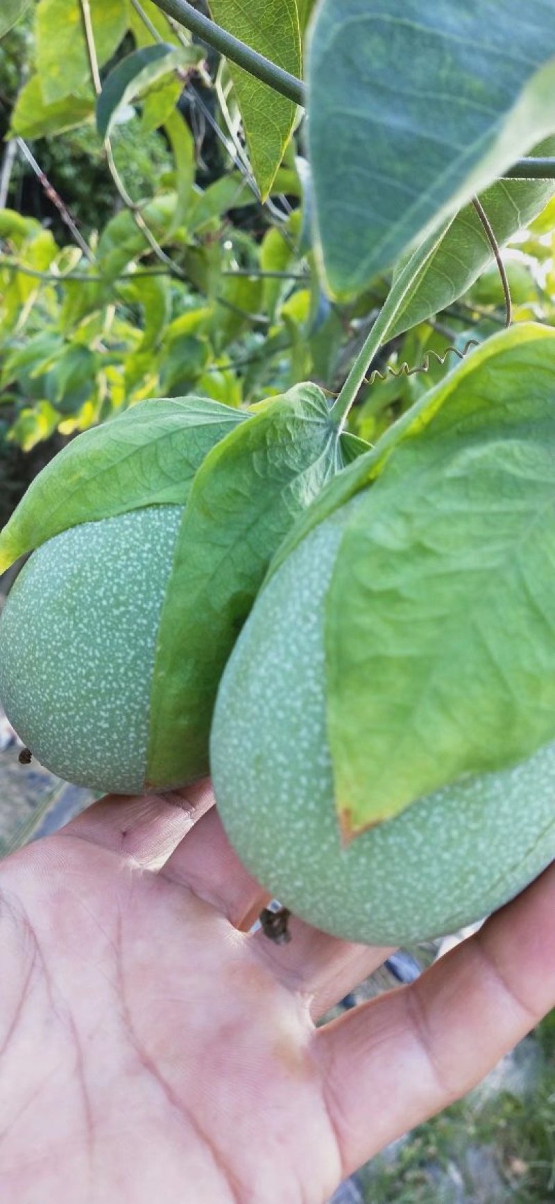 绿皮荔枝味百香果苗新品种百香果苗包邮包售后包挂果