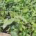 绿皮荔枝味百香果苗新品种百香果苗包邮包售后包挂果