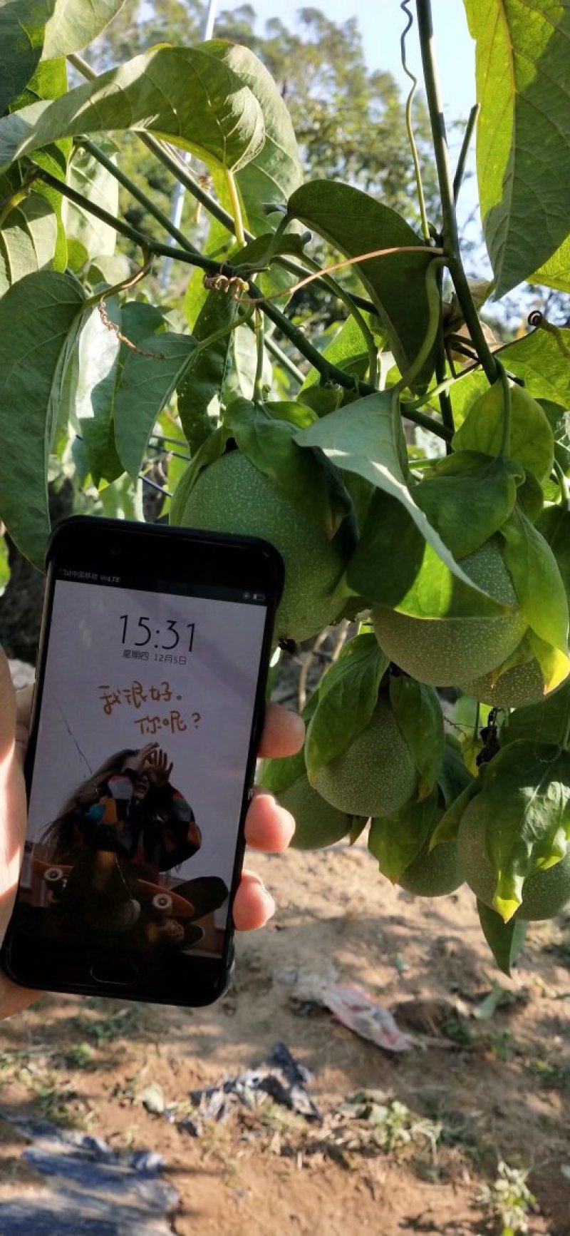 绿皮荔枝味百香果苗新品种百香果苗包邮包售后包挂果