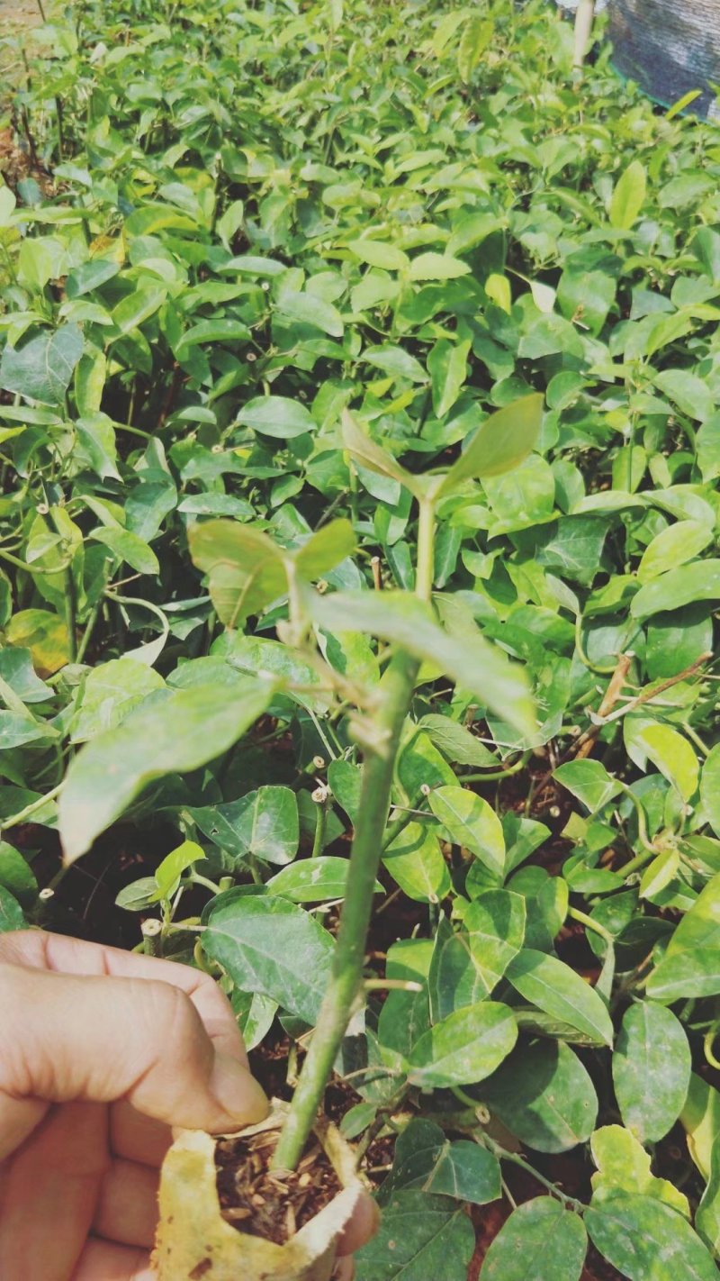 绿皮荔枝味百香果苗新品种百香果苗包邮包售后包挂果