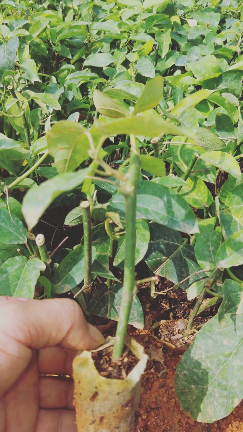 绿皮荔枝味百香果苗新品种百香果苗包邮包售后包挂果