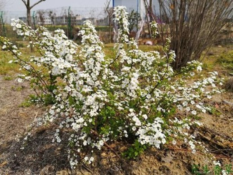 辽宁开原珍珠绣线菊球直径80-120cm自家圃地欢迎选购