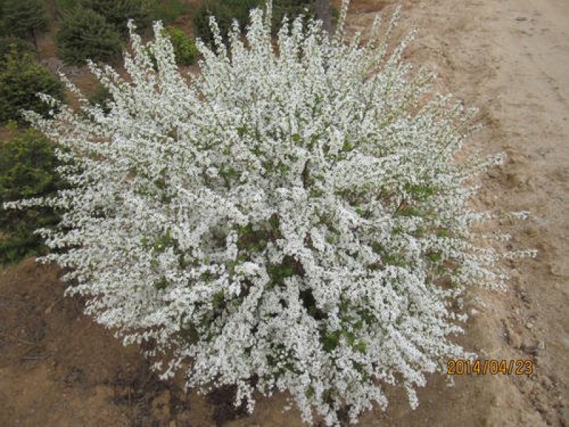 辽宁开原珍珠绣线菊球直径80-120cm自家圃地欢迎选购