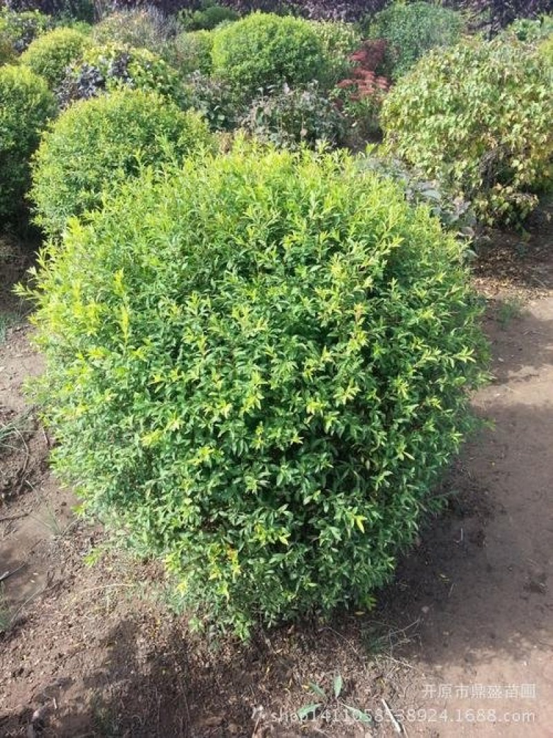 辽宁开原珍珠绣线菊球直径80-120cm自家圃地欢迎选购
