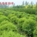 辽宁开原珍珠绣线菊球直径80-120cm自家圃地欢迎选购