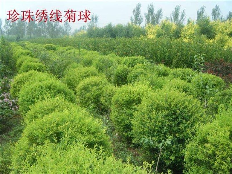 辽宁开原珍珠绣线菊球直径80-120cm自家圃地欢迎选购