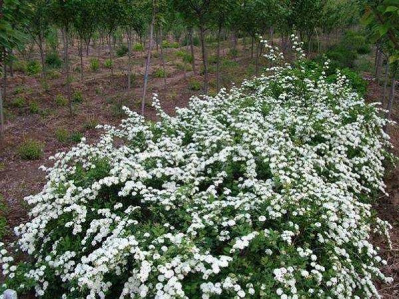 辽宁开原珍珠绣线菊球直径80-120cm自家圃地欢迎选购