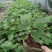波姬红无花果苗无花果苗大量批发包邮包技术指导