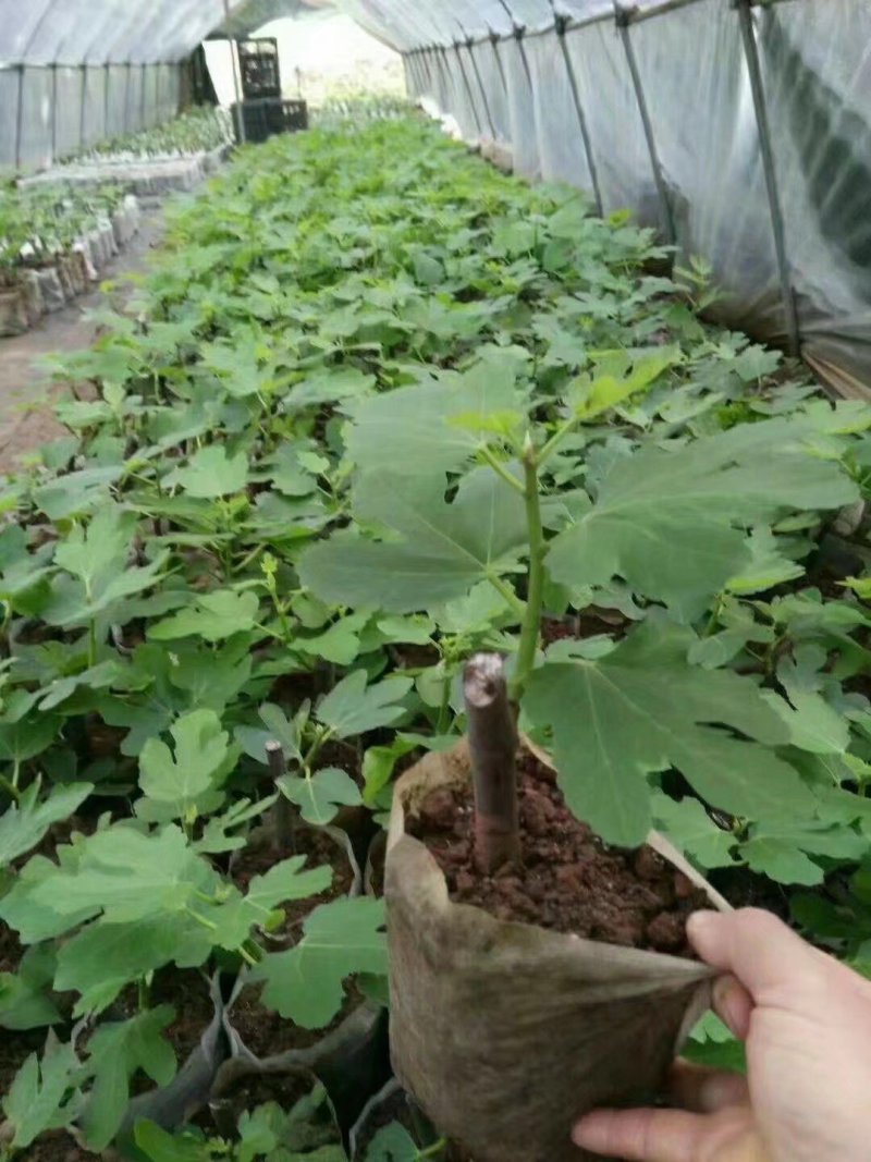 波姬红无花果苗无花果苗大量批发包邮包技术指导