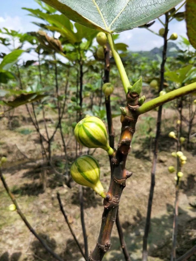 波姬红无花果苗无花果苗大量批发包邮包技术指导