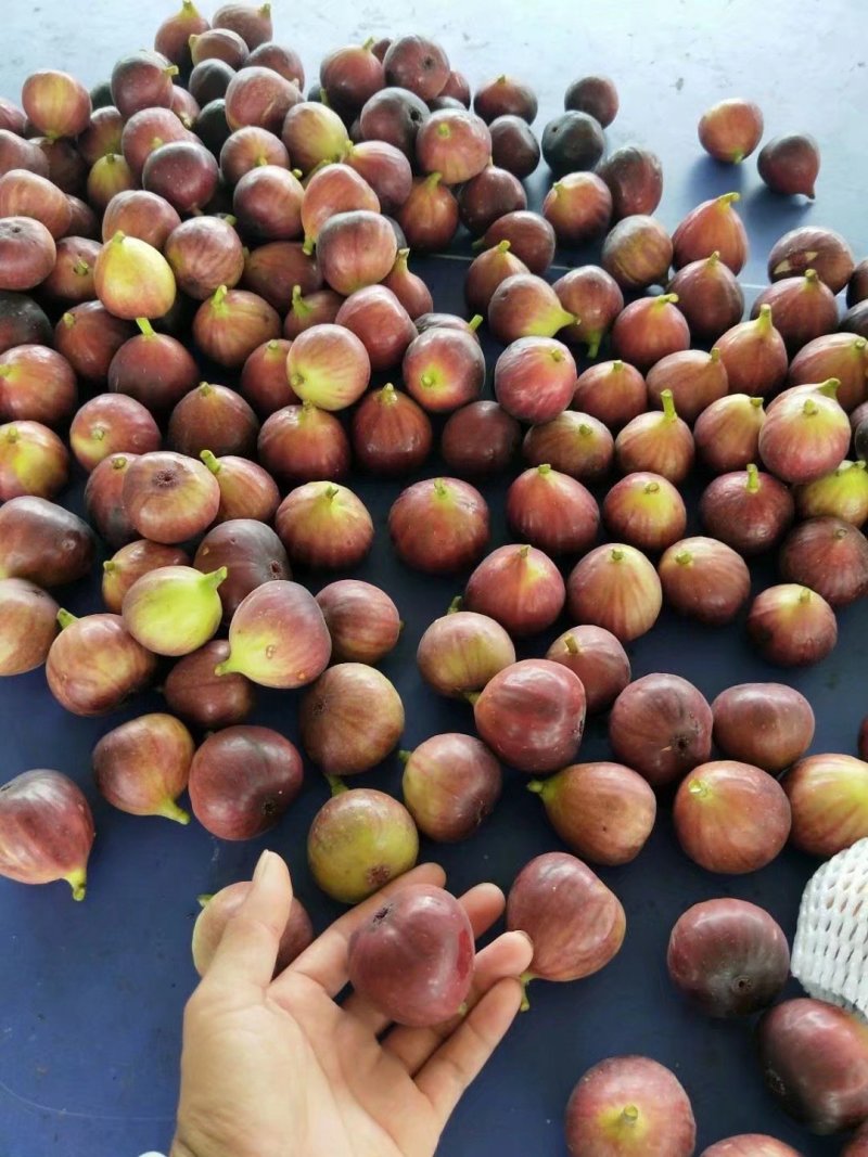 波姬红无花果苗无花果苗大量批发包邮包技术指导
