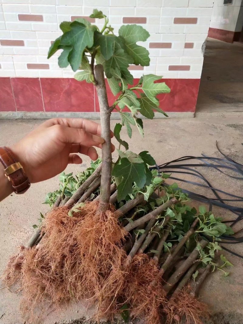 波姬红无花果苗无花果苗大量批发包邮包技术指导