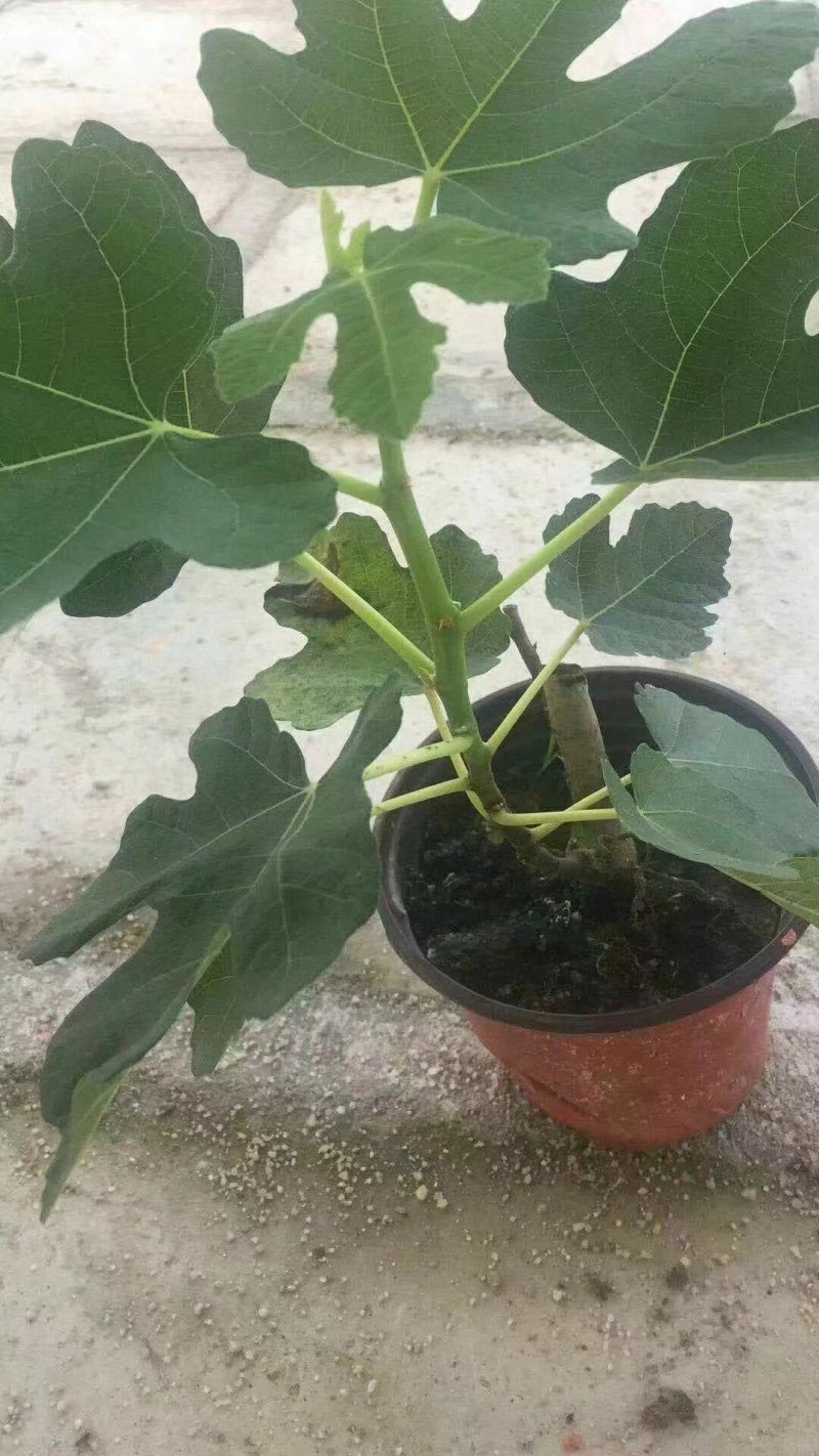 波姬红无花果苗无花果苗大量批发包邮包技术指导