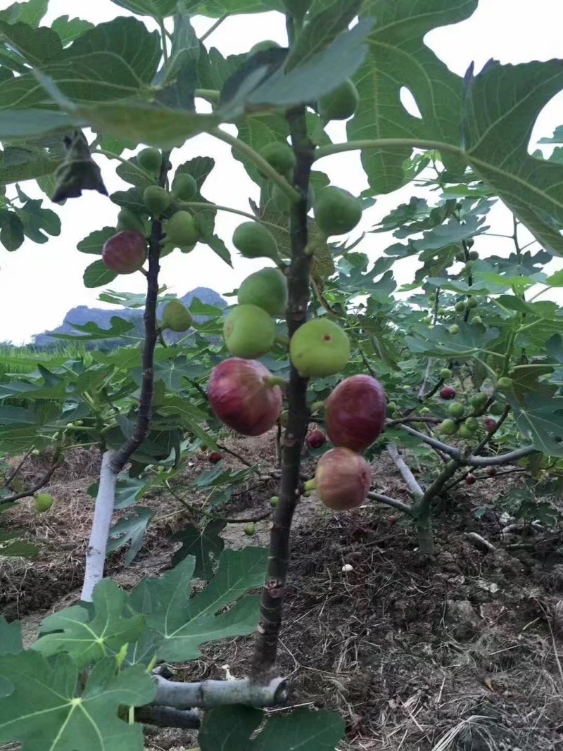 波姬红无花果苗无花果苗大量批发包邮包技术指导