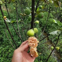 波姬红无花果苗无花果苗大量批发包邮包技术指导