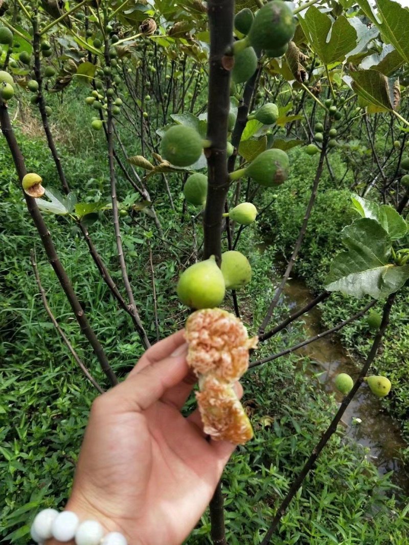 波姬红无花果苗无花果苗大量批发包邮包技术指导