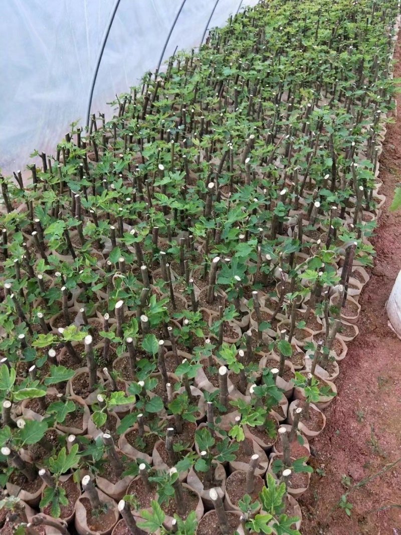 波姬红无花果苗无花果苗大量批发包邮包技术指导