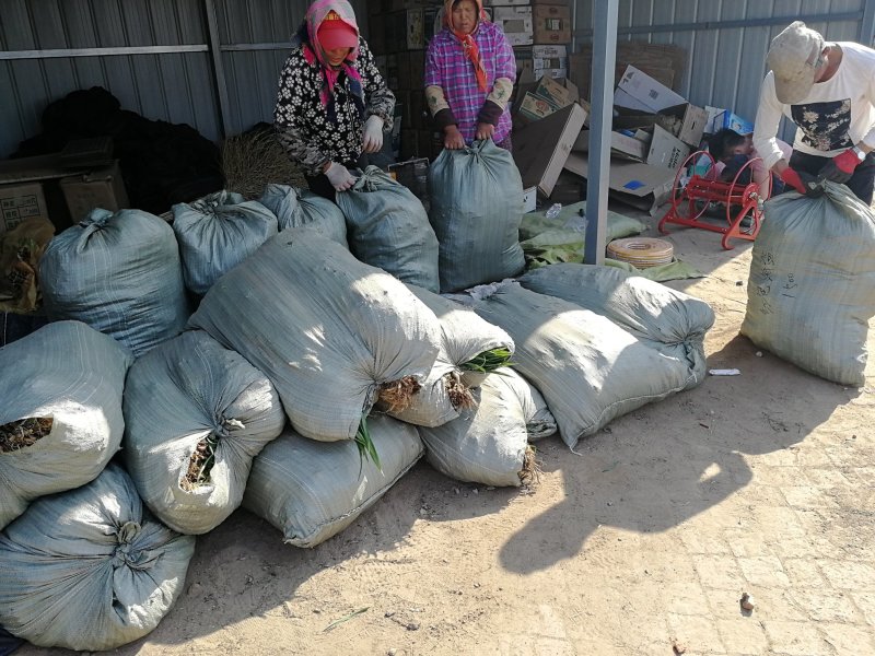 辽宁开原金娃娃萱草小苗黄百合杯苗宿根花卉繁育基地