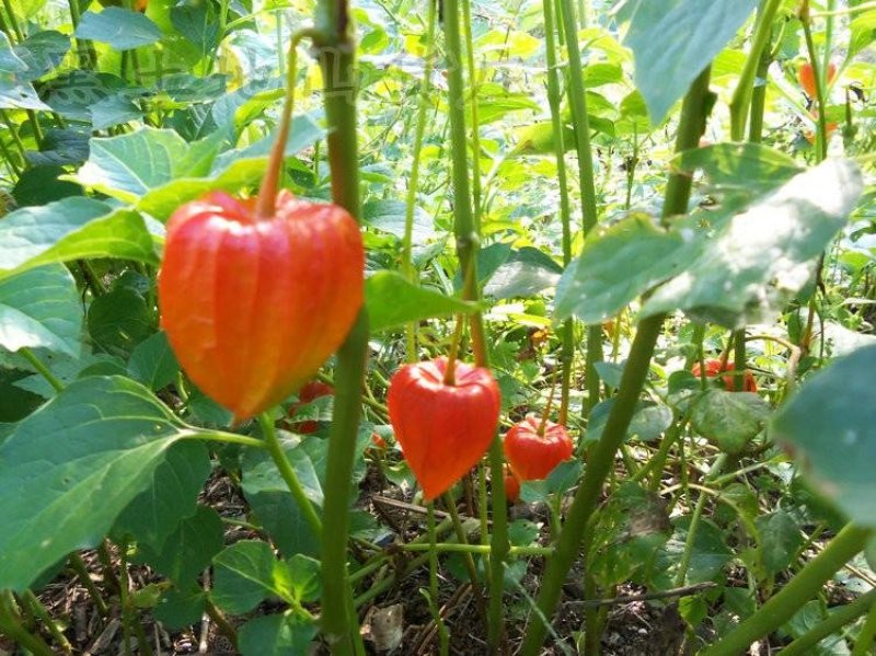 辽宁开原红菇娘小苗种根杯苗繁育基地