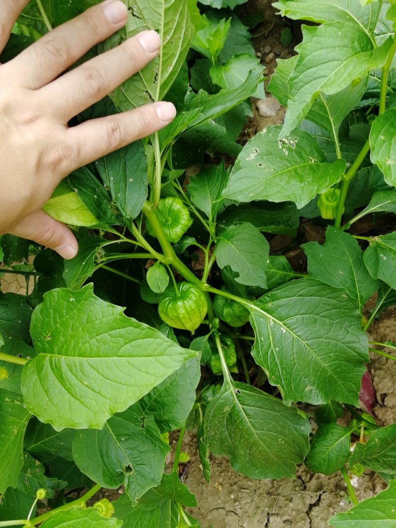 辽宁开原红菇娘小苗种根杯苗繁育基地