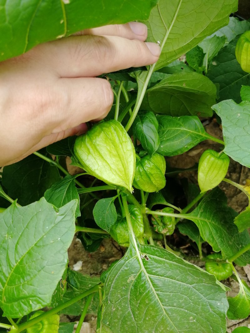 辽宁开原红菇娘小苗种根杯苗繁育基地
