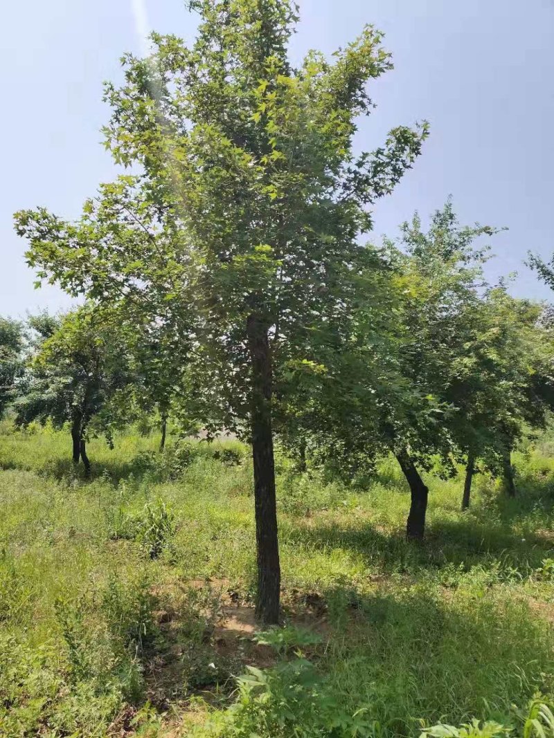 辽宁开原圃地元宝枫一级树二级树三级树繁育基地