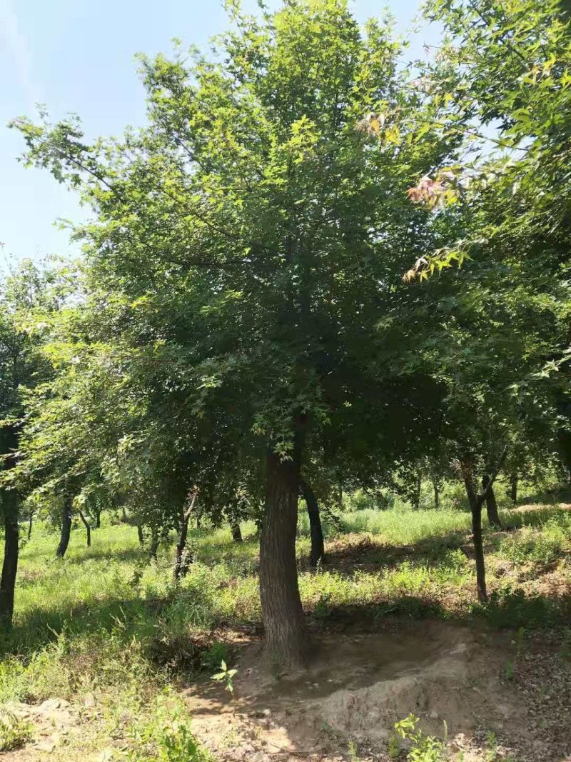 辽宁开原圃地元宝枫一级树二级树三级树繁育基地