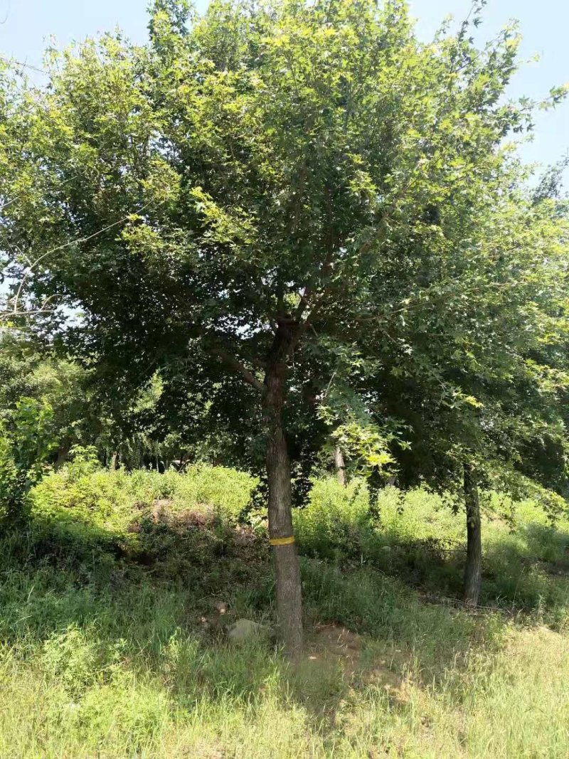 辽宁开原圃地元宝枫一级树二级树三级树繁育基地