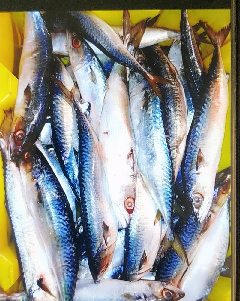 新鲜小青鱼沙丁鱼深海冷水鱼